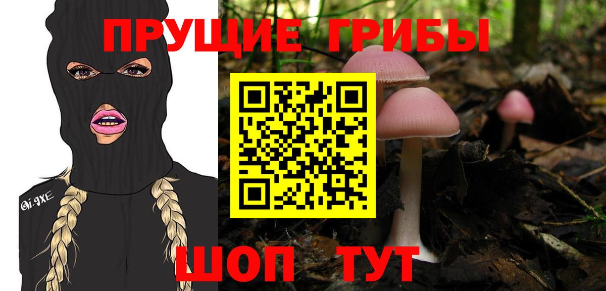 Псилоцибиновые грибы Psilocybe Белорецк